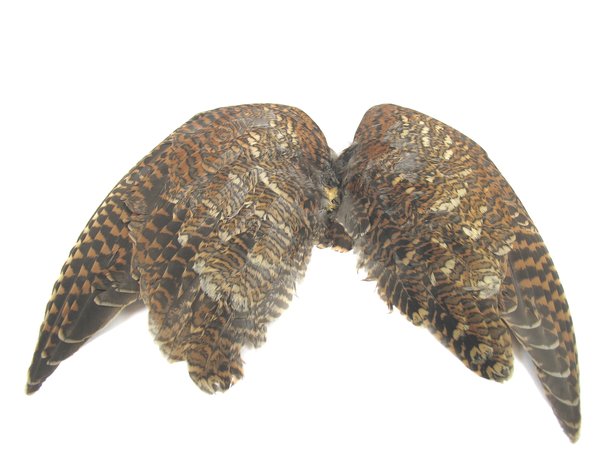 Cookshill Woodcock Wings (1 Pair)